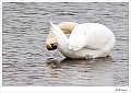 Wilde knobbelzwaan_20100208_008